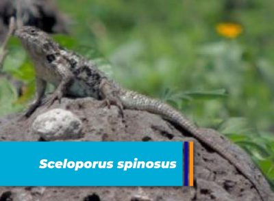 Sceloporus spinosus Biodiversidad El Marqués